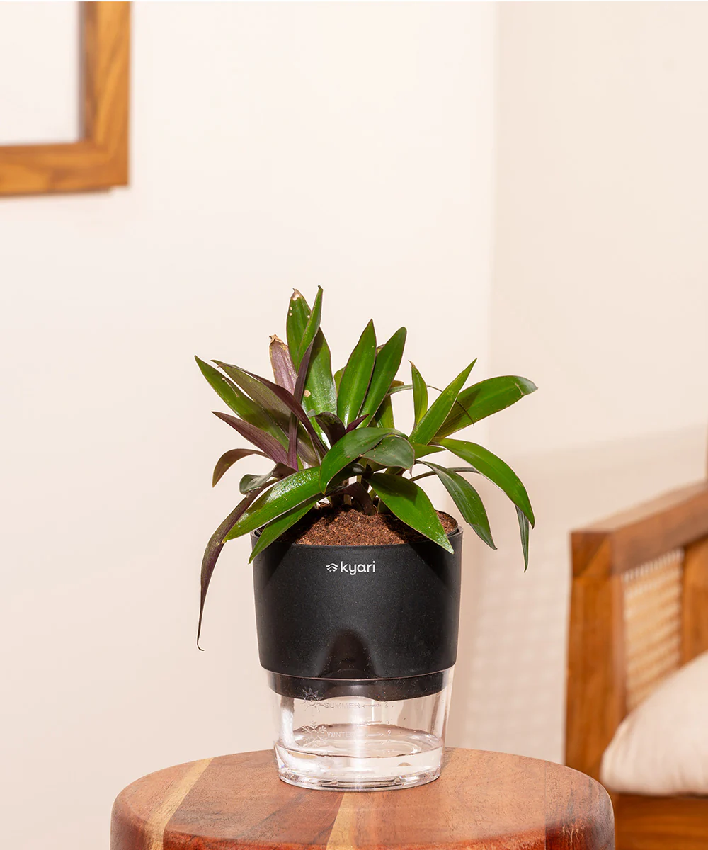 Oyster Plant - BYOB - Image 19