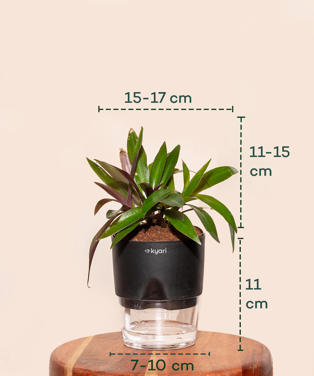 Oyster Plant - BYOB - Image 20