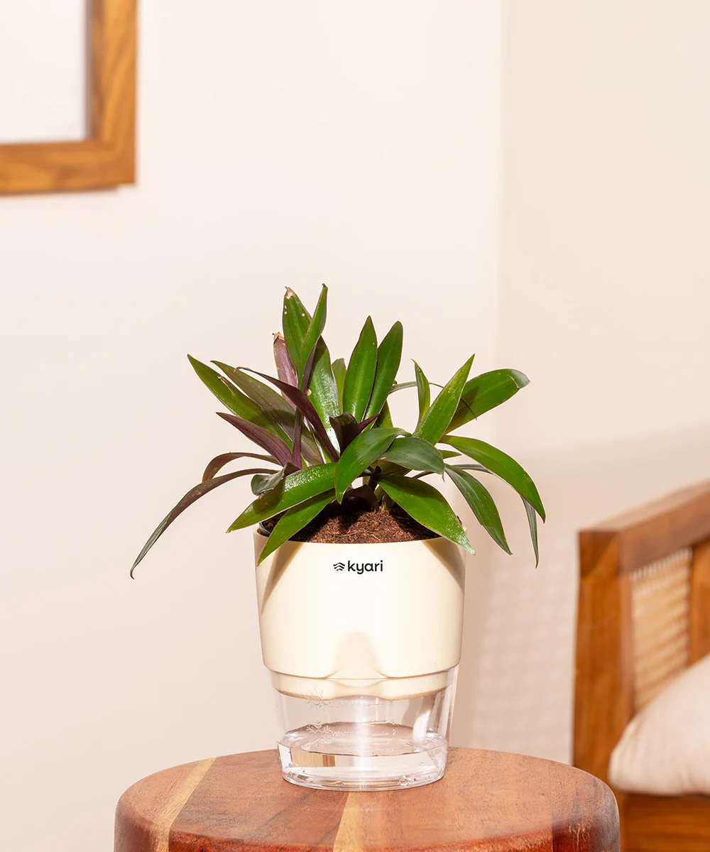 Oyster Plant - BYOB - Image 25