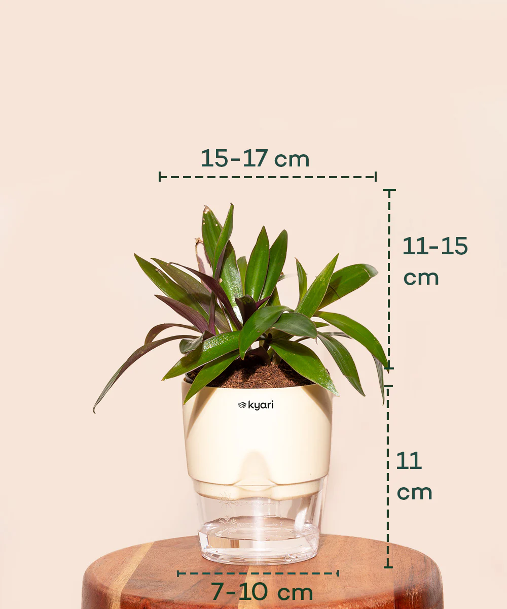 Oyster Plant - BYOB - Image 26