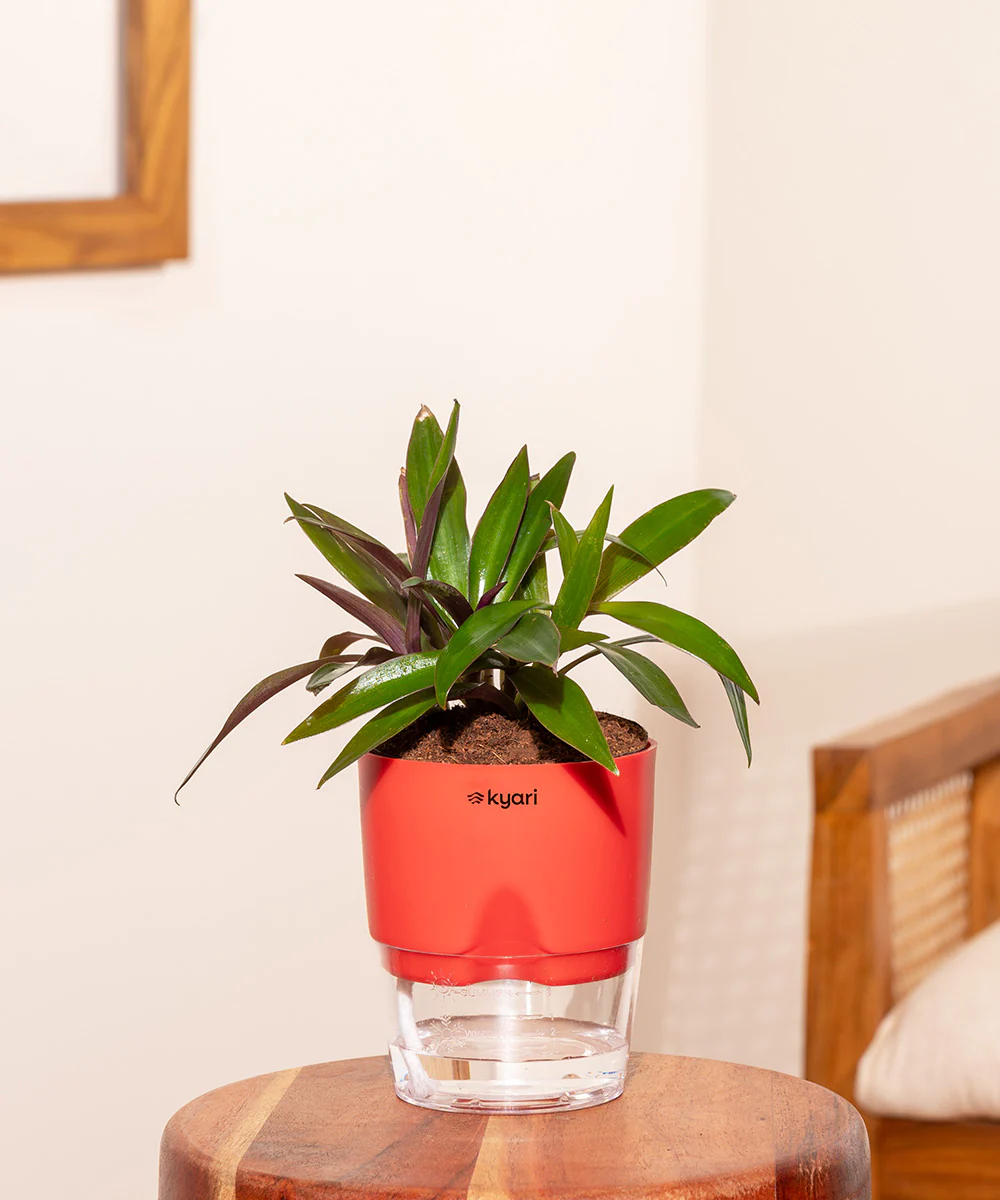 Oyster Plant - BYOB - Image 31