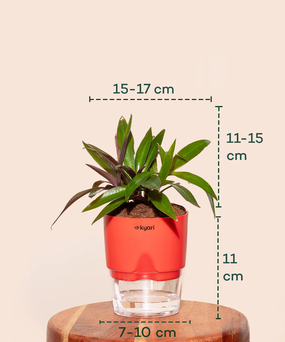 Oyster Plant - BYOB - Image 32