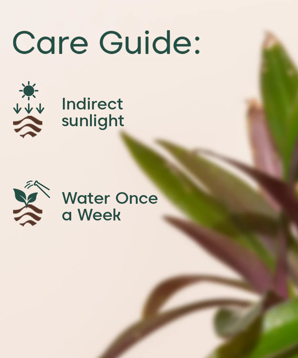Oyster Plant - BYOB - Image 5