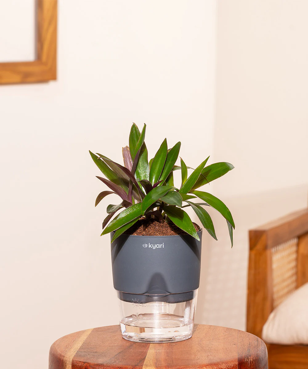 Oyster Plant - BYOB - Image 7
