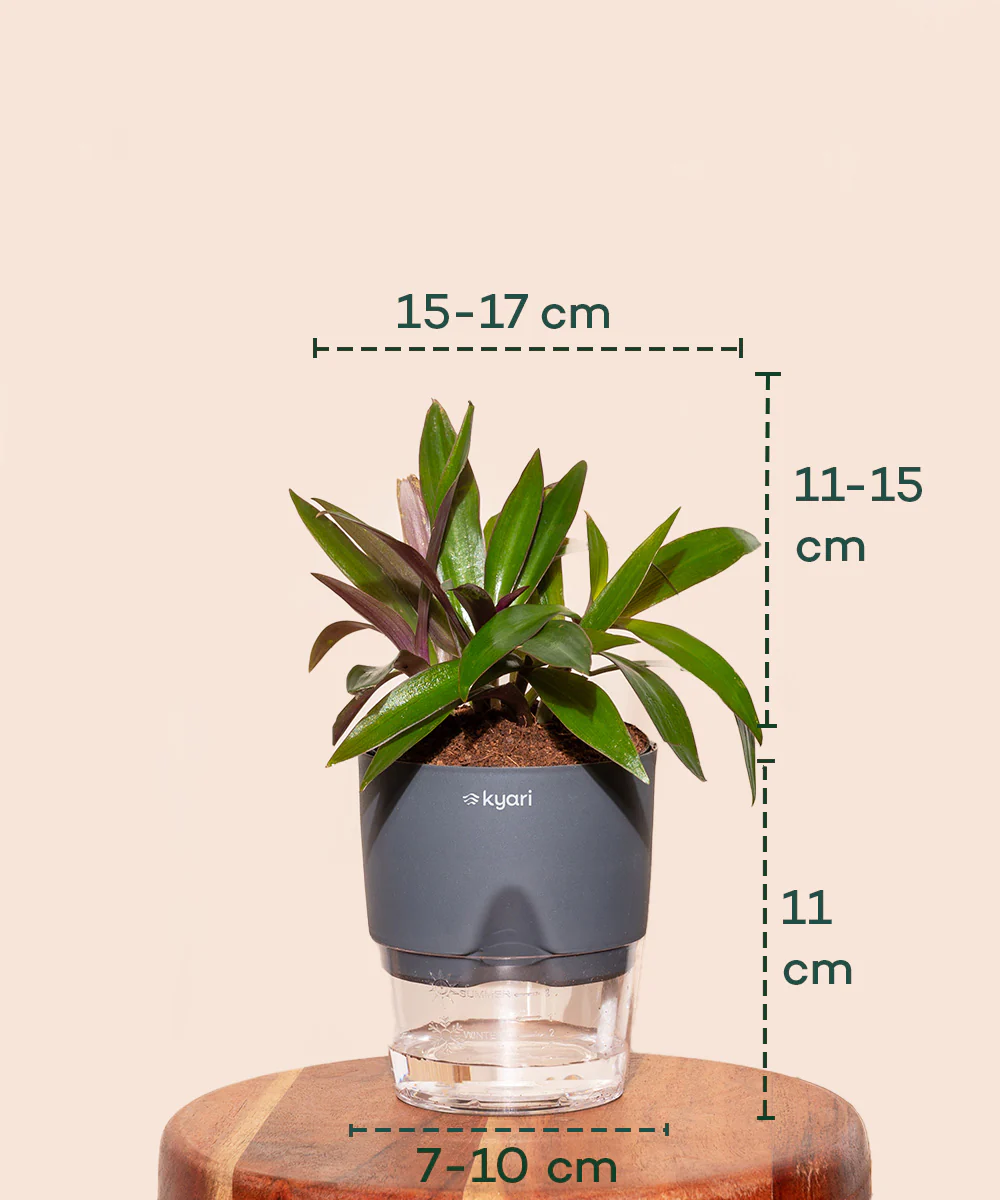 Oyster Plant - BYOB - Image 8