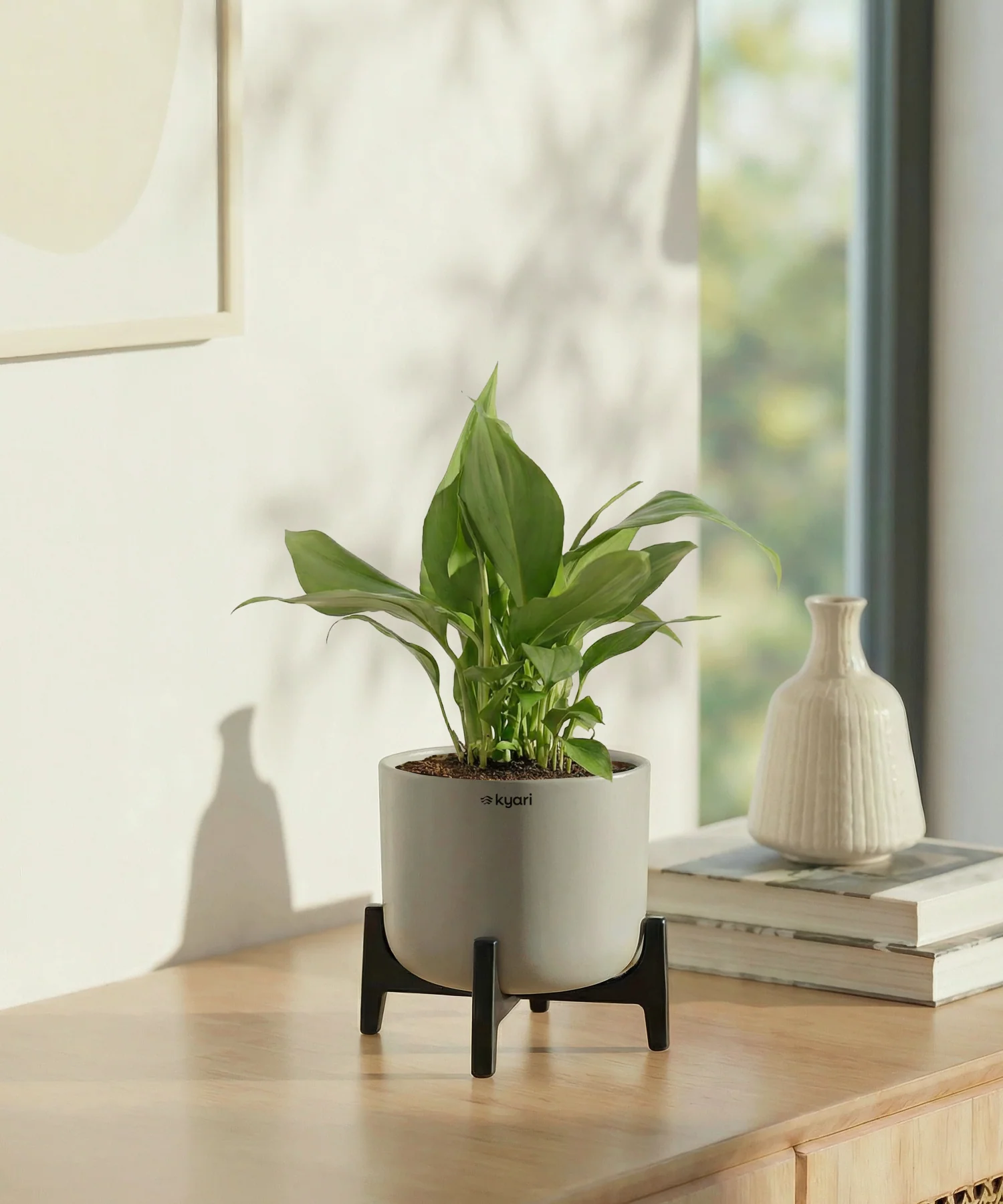 Peace Lily Plant with Aira Pot