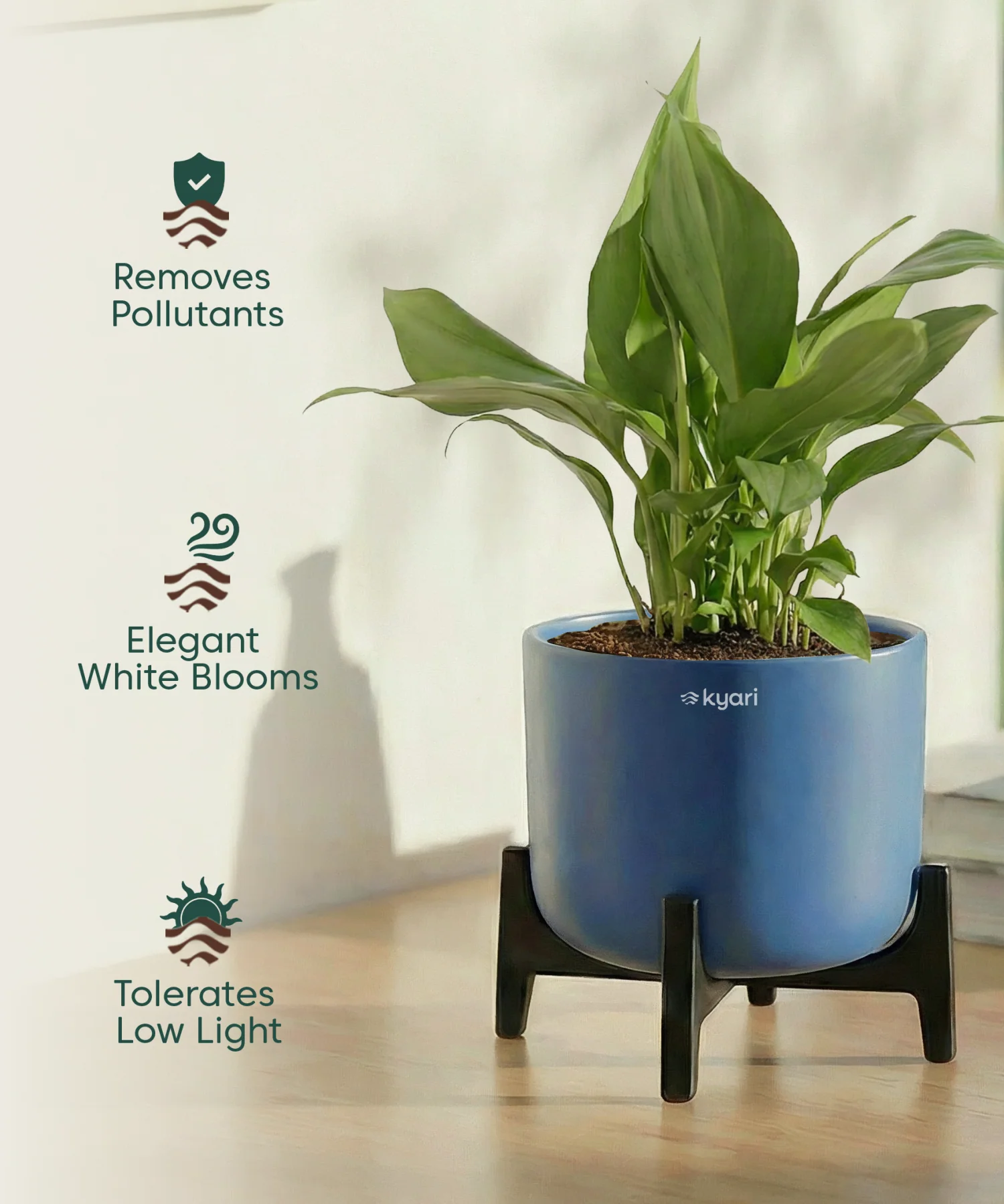 Peace Lily Plant with Aira Pot - Image 11