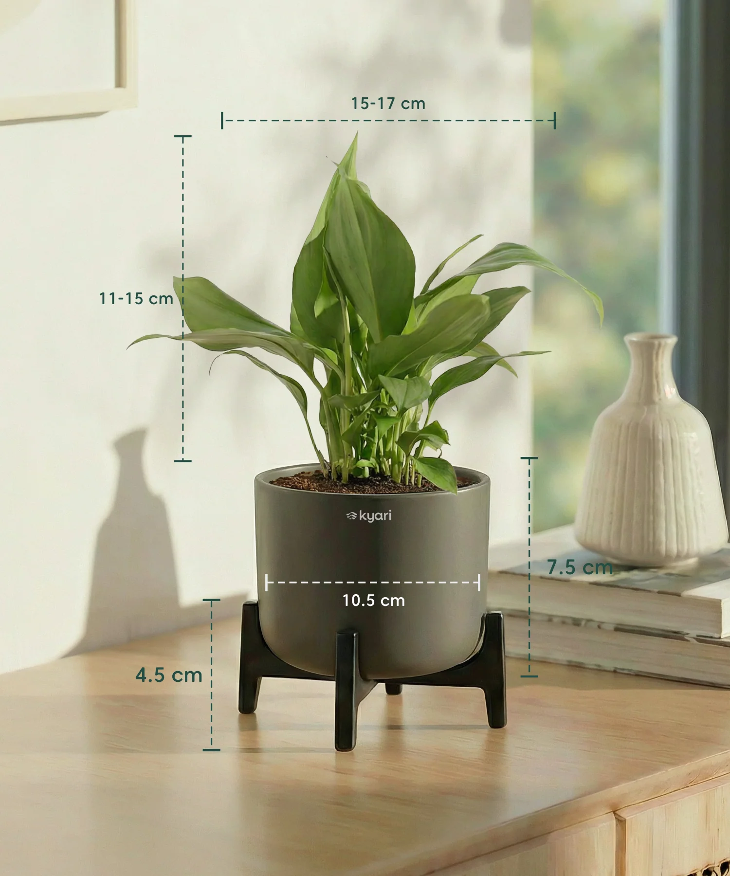 Peace Lily Plant with Aira Pot - Image 13