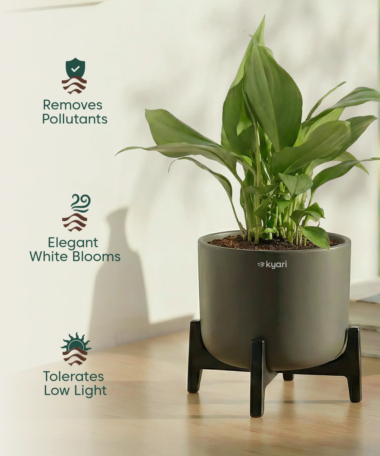 Peace Lily Plant with Aira Pot - Image 14