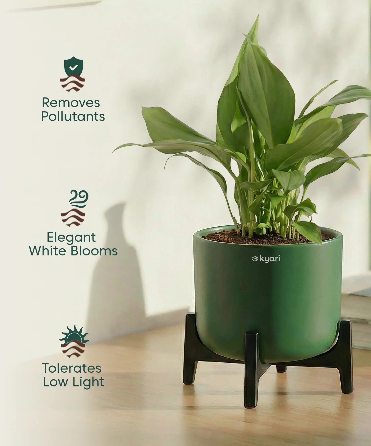Peace Lily Plant with Aira Pot - Image 18