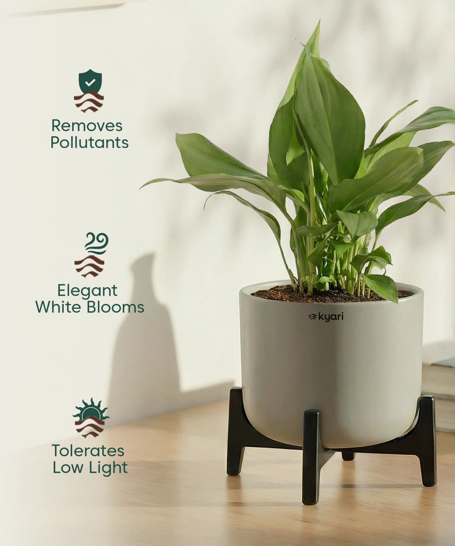 Peace Lily Plant with Aira Pot - Image 3