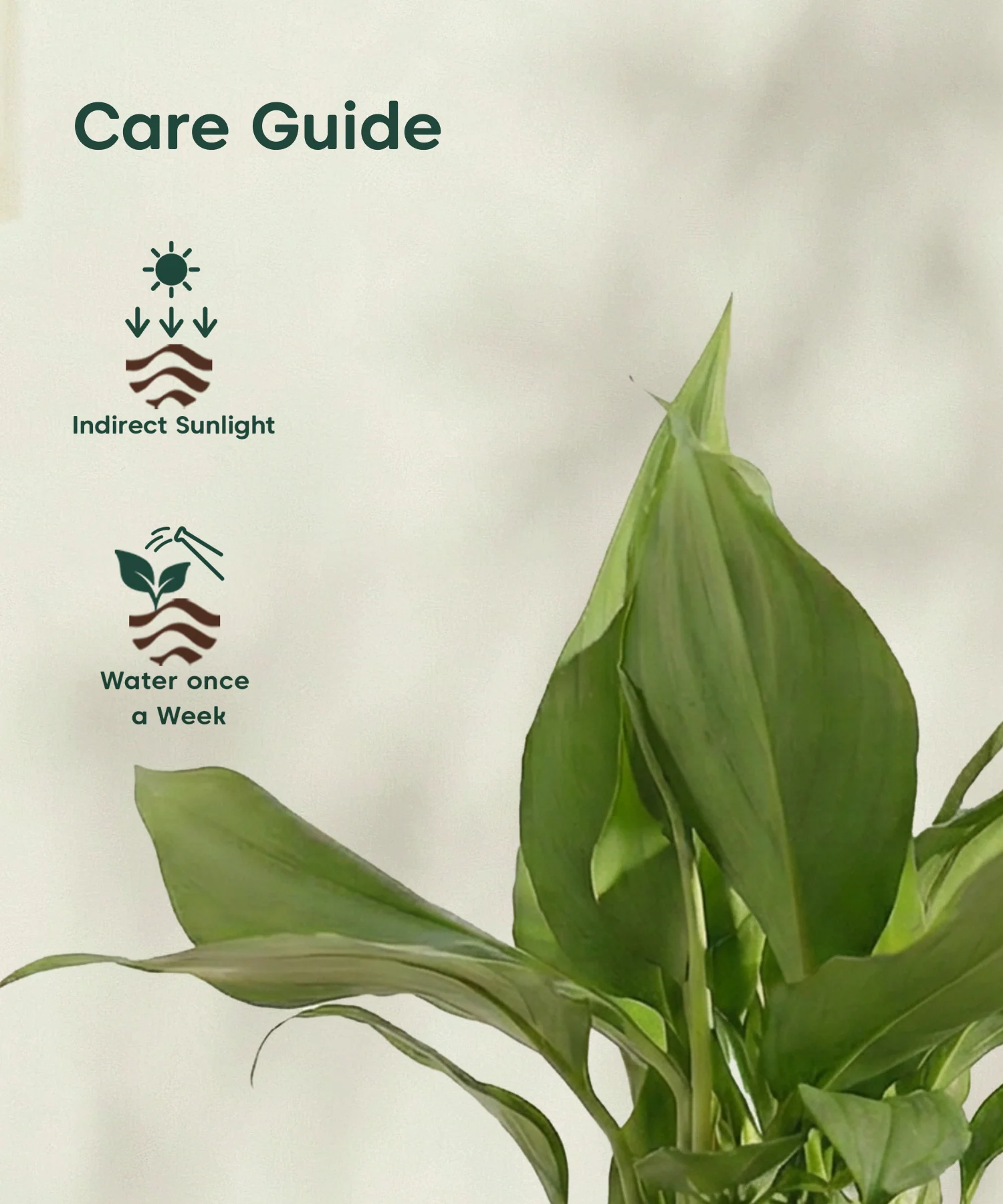 Peace Lily Plant with Aira Pot - Image 4