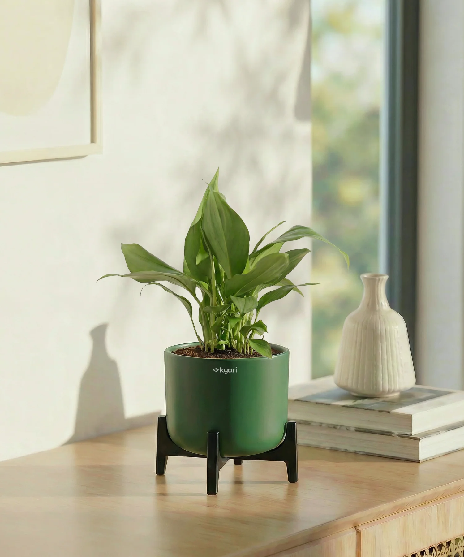 Peace Lily Plant with Aira Pot - Image 7