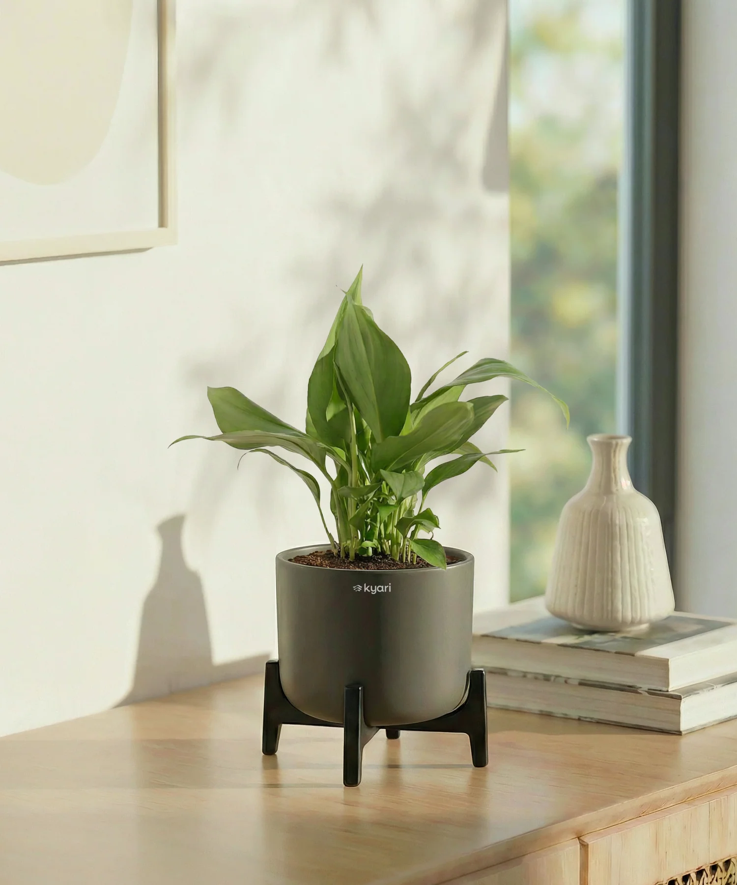 Peace Lily Plant with Aira Pot - Image 8
