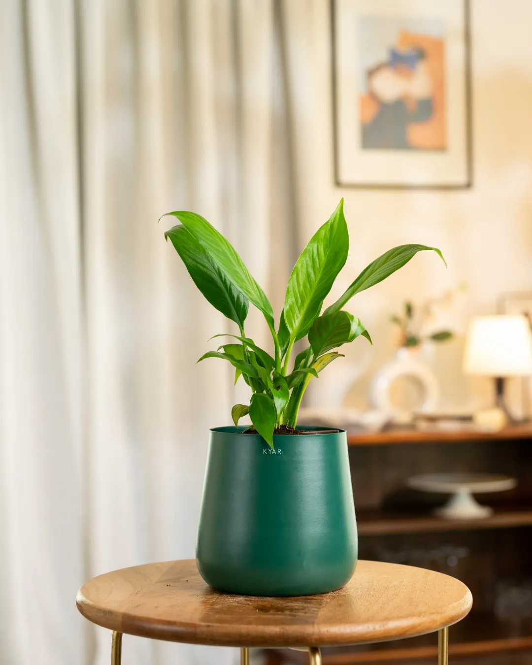 Peace Lily Plant with Medium Self Watering Pot