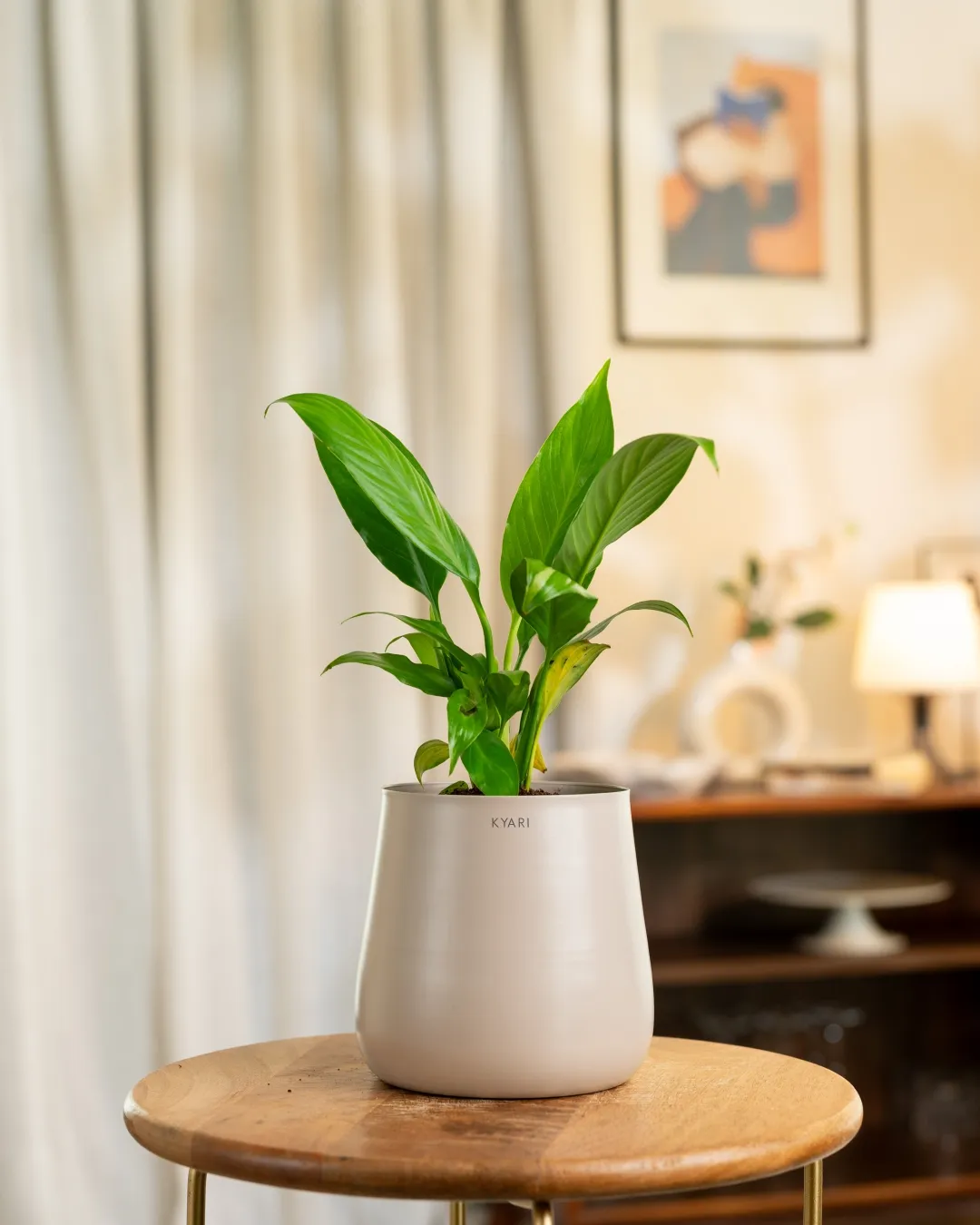 Peace Lily Plant with Medium Self Watering Pot - Image 14