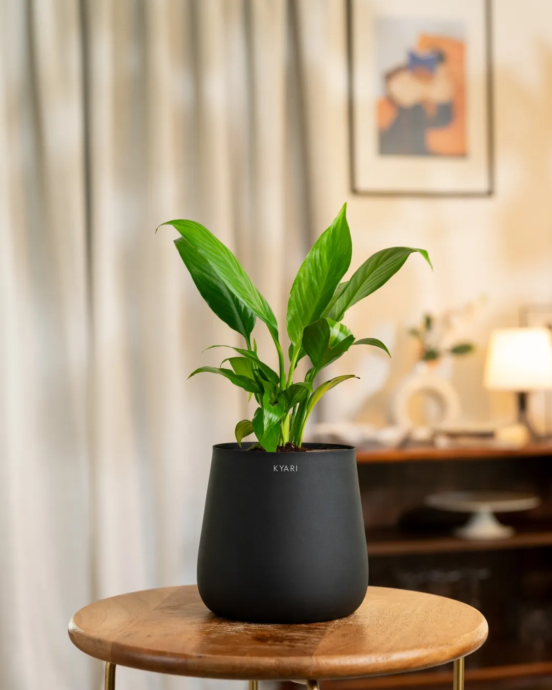 Peace Lily Plant with Medium Self Watering Pot - Image 20