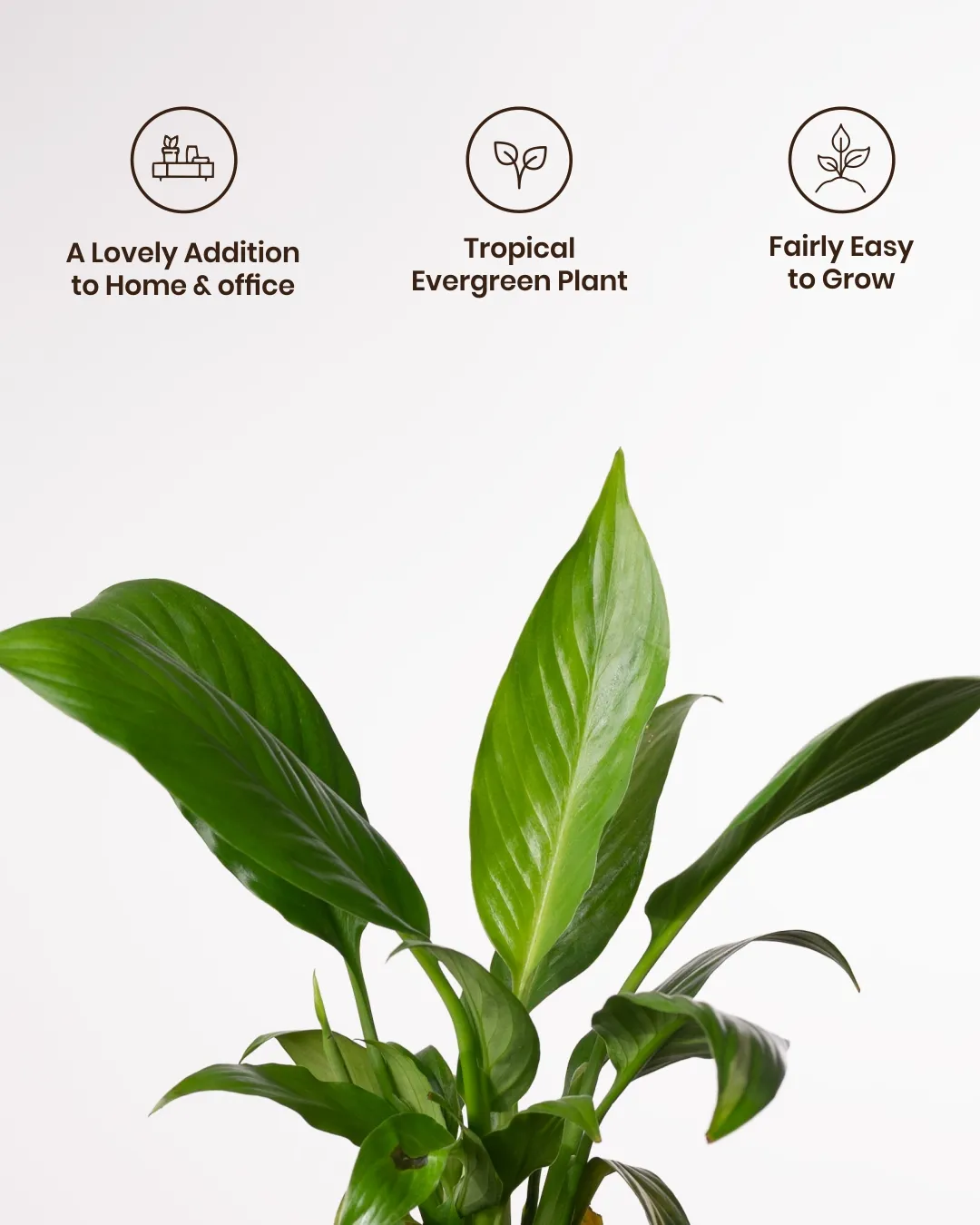 Peace Lily Plant with Medium Self Watering Pot - Image 21