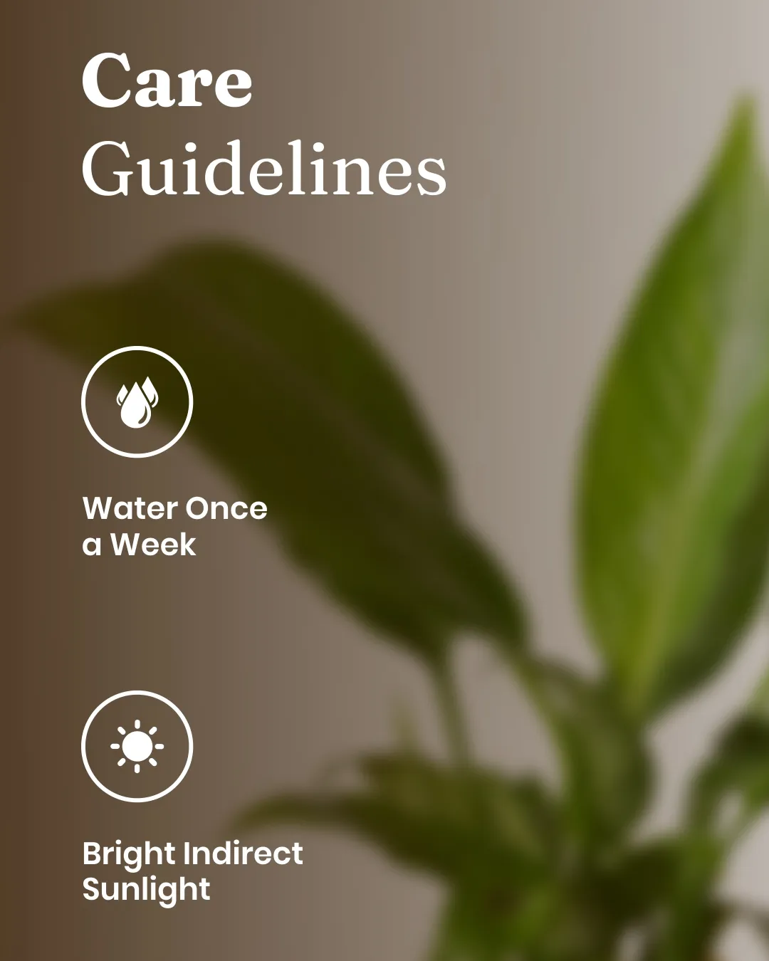 Peace Lily Plant with Medium Self Watering Pot - Image 23