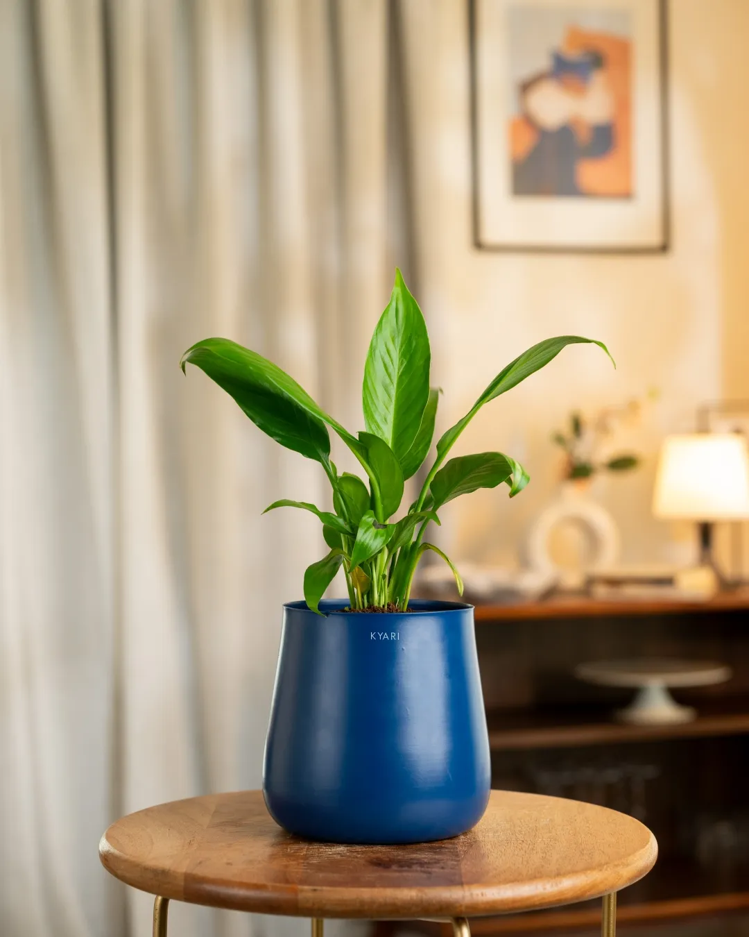 Peace Lily Plant with Medium Self Watering Pot - Image 26