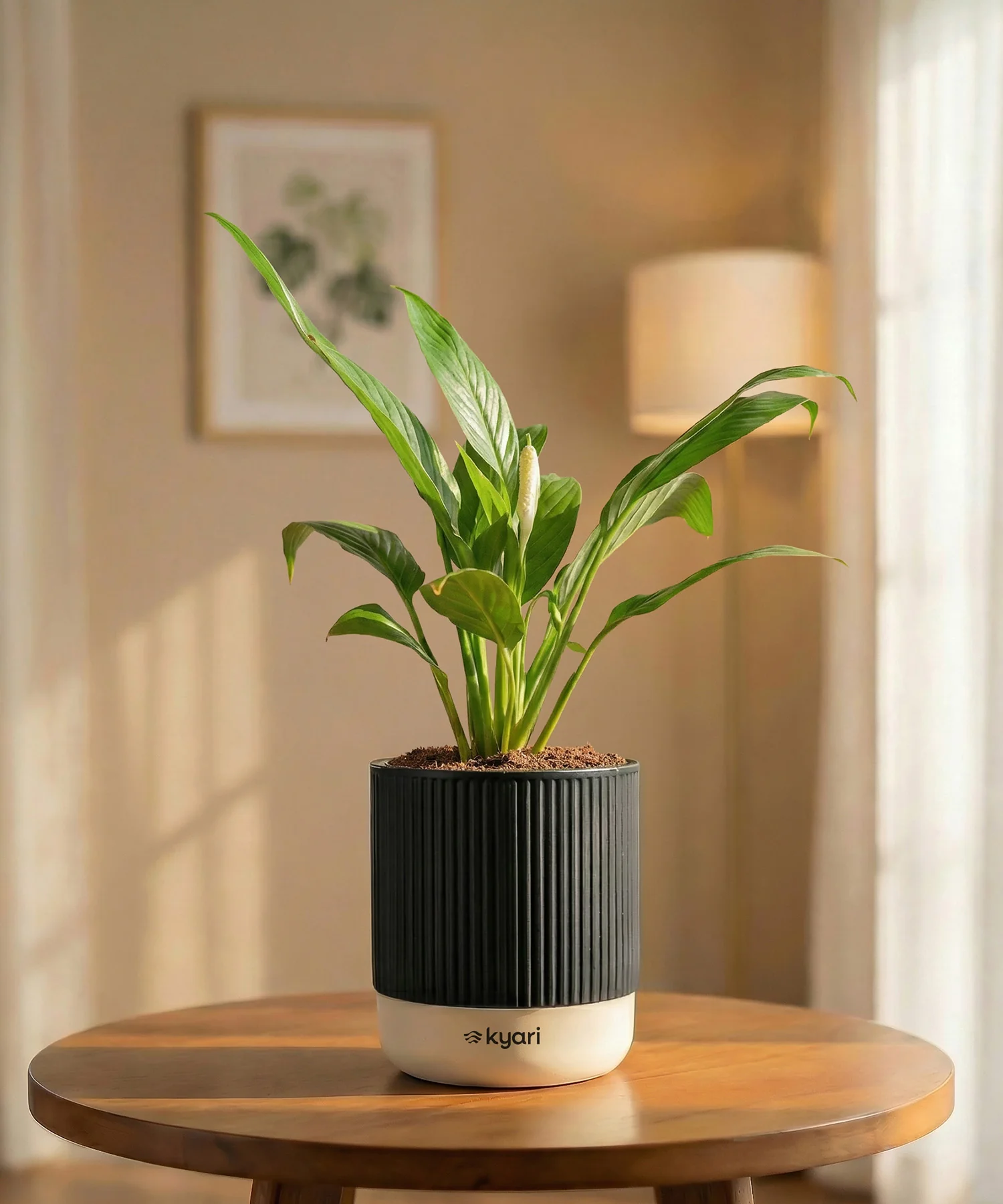 Peace Lily Plant with Medium Self Watering Pot - Image 32
