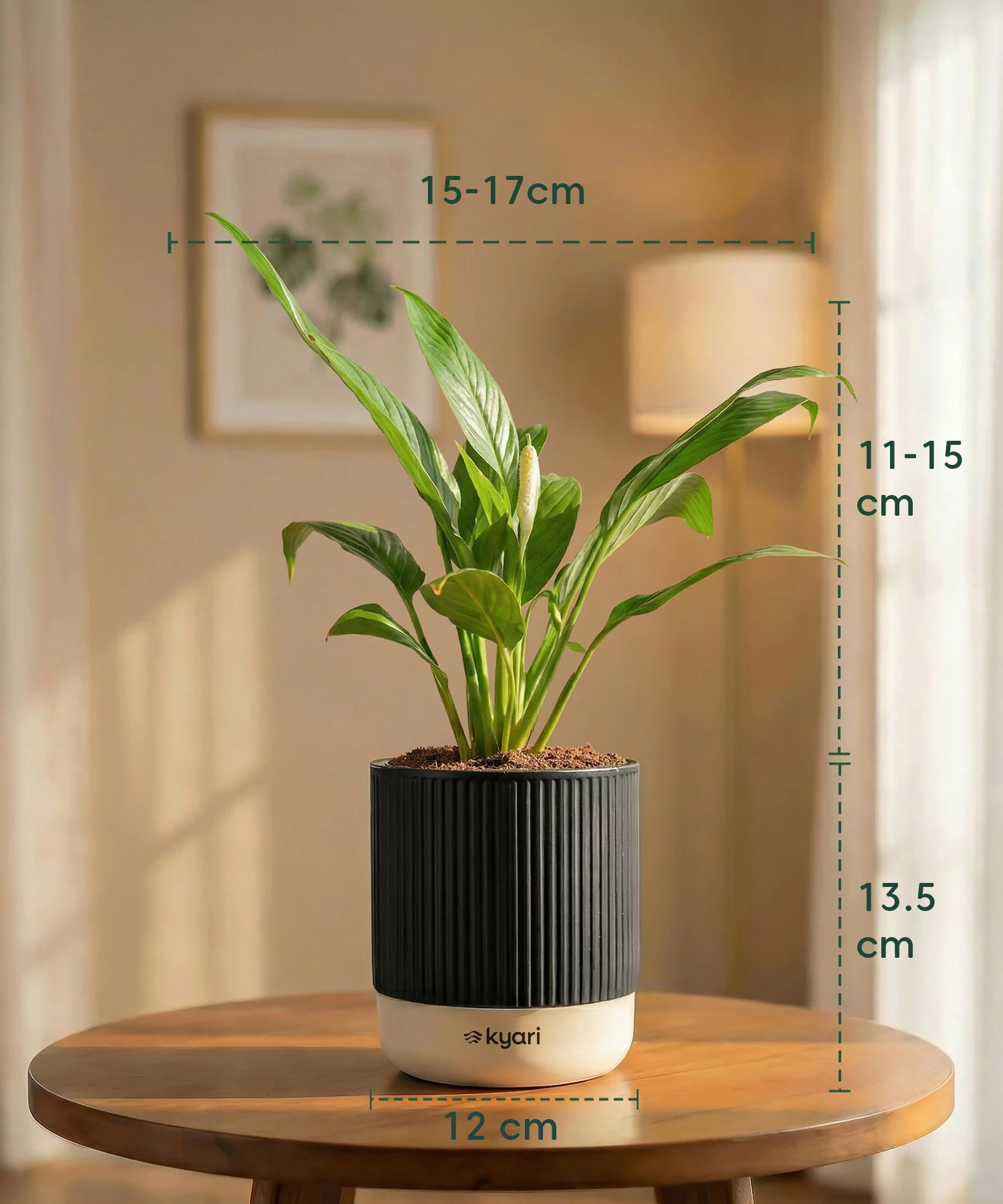 Peace Lily Plant with Medium Self Watering Pot - Image 34