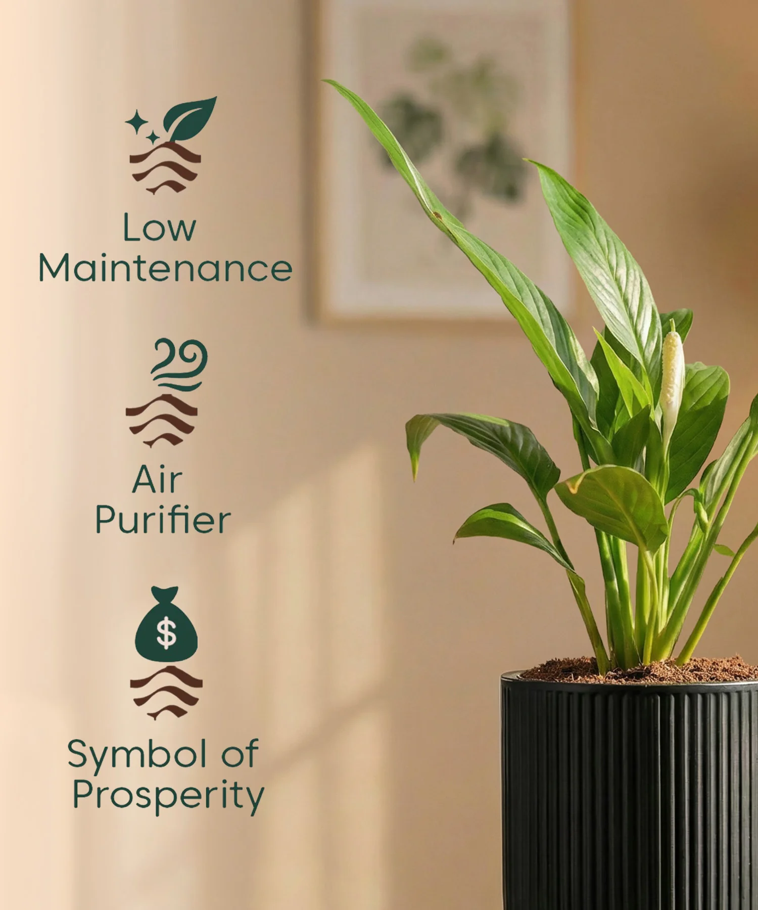 Peace Lily Plant with Medium Self Watering Pot - Image 35