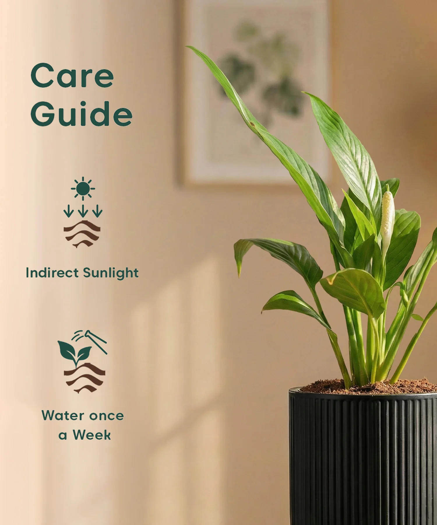 Peace Lily Plant with Medium Self Watering Pot - Image 36