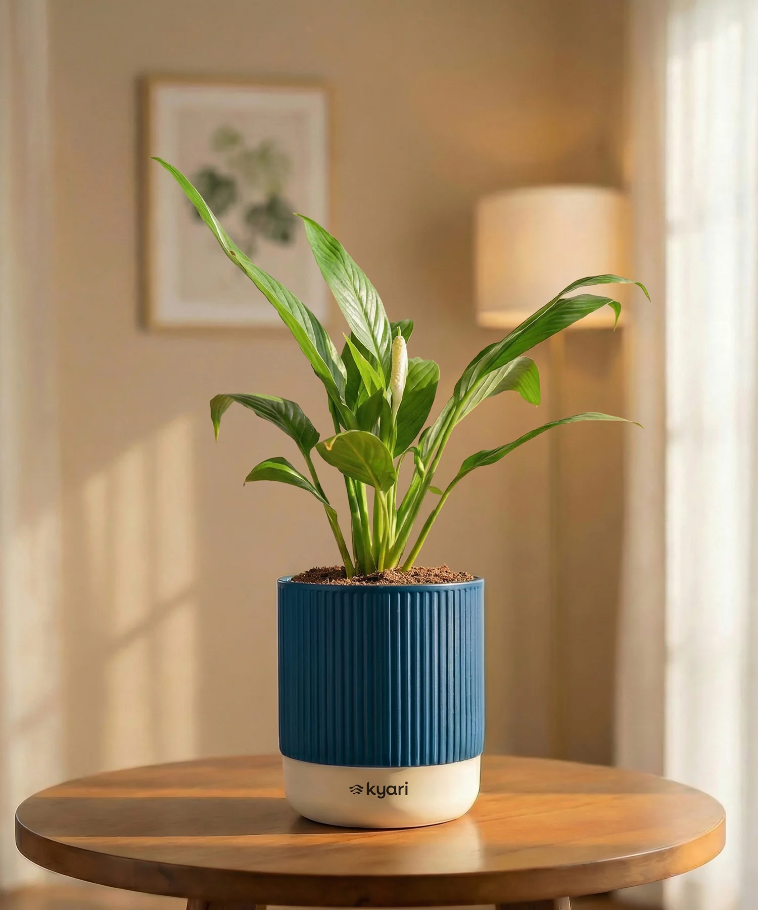 Peace Lily Plant with Medium Self Watering Pot - Image 37