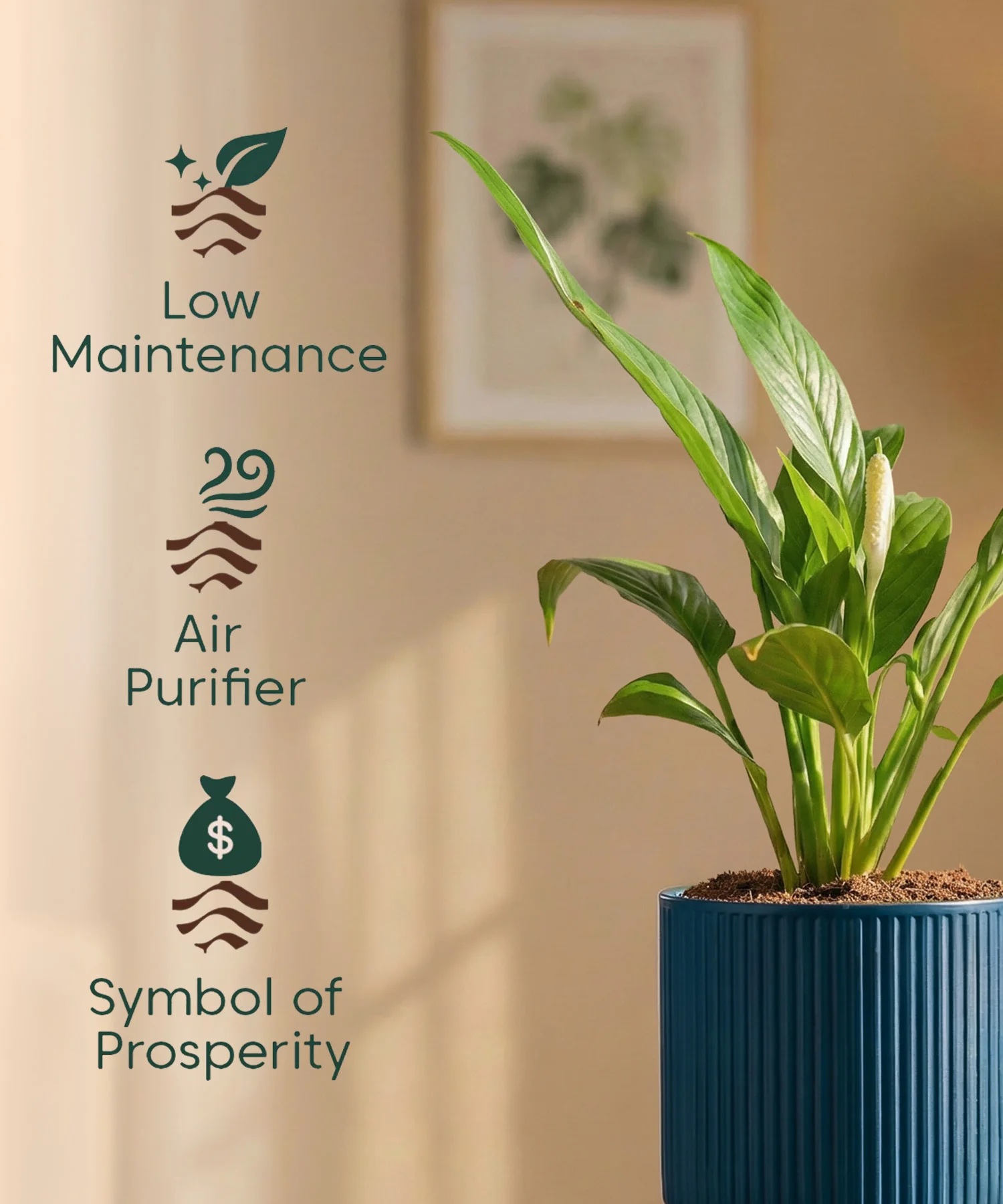 Peace Lily Plant with Medium Self Watering Pot - Image 40