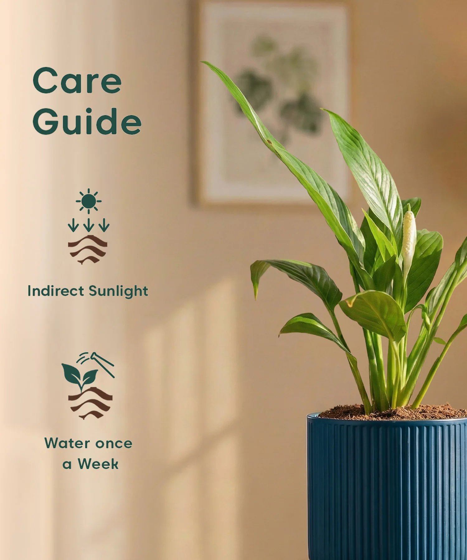 Peace Lily Plant with Medium Self Watering Pot - Image 41