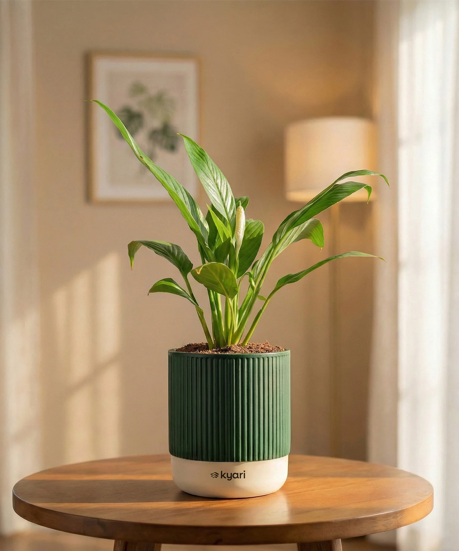 Peace Lily Plant with Medium Self Watering Pot - Image 42
