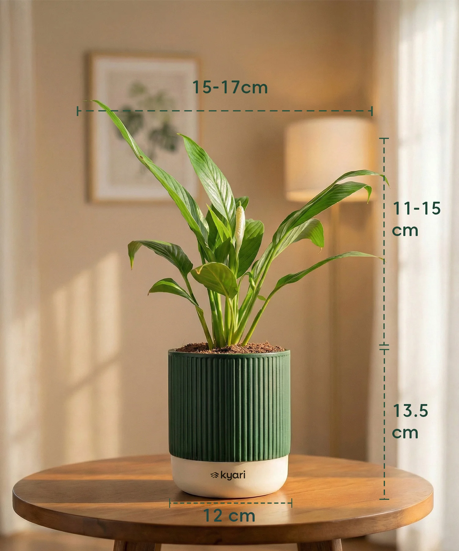 Peace Lily Plant with Medium Self Watering Pot - Image 44