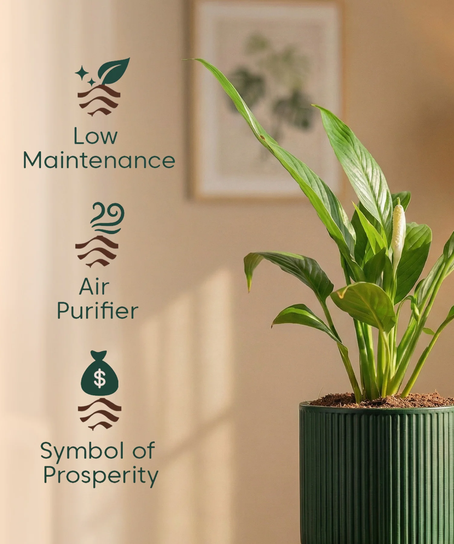 Peace Lily Plant with Medium Self Watering Pot - Image 45