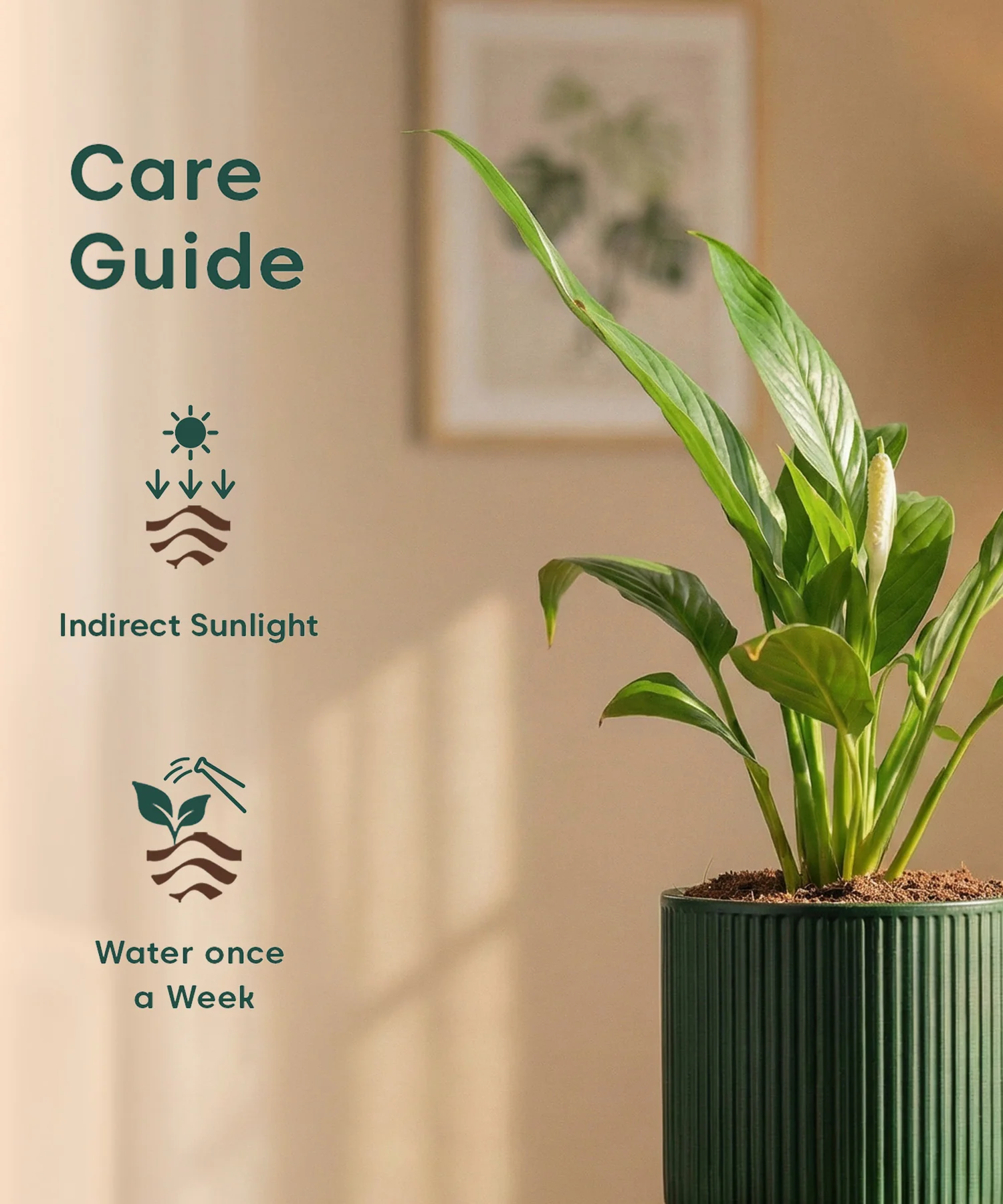 Peace Lily Plant with Medium Self Watering Pot - Image 46