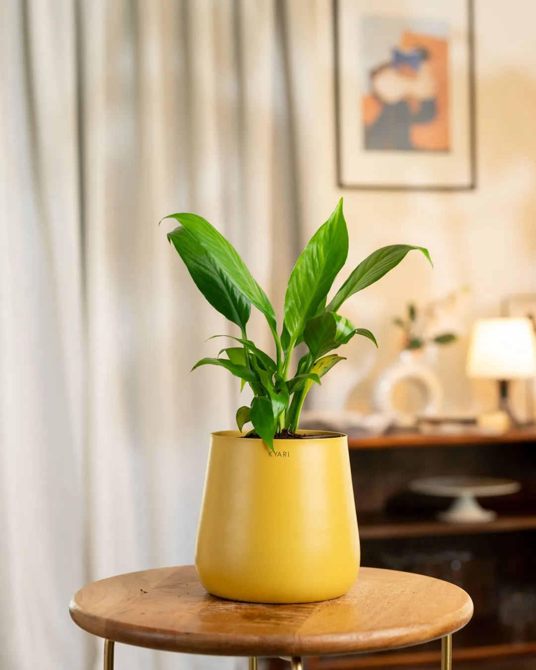 Peace Lily Plant with Medium Self Watering Pot - Image 8