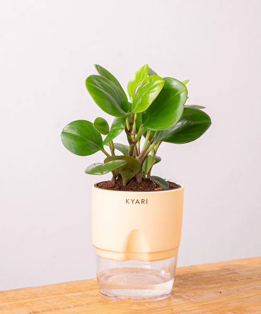 Peperomia Green Plant With Self Watering Pot - Image 10
