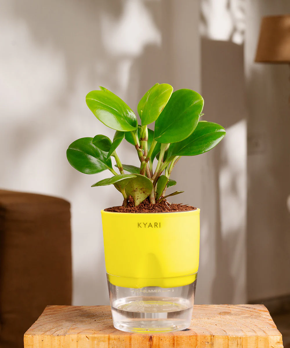 Peperomia Green Plant With Self Watering Pot - Image 15