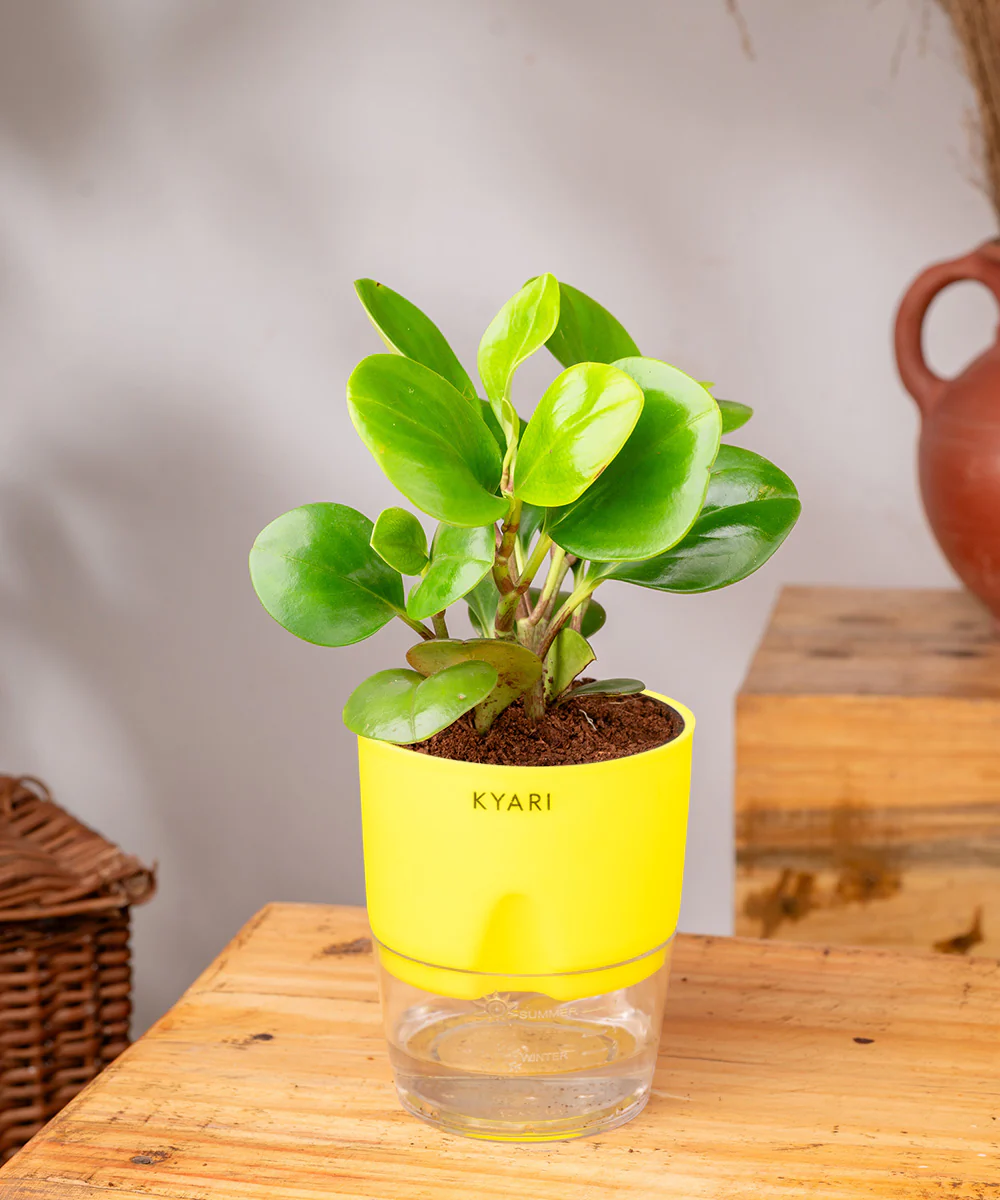 Peperomia Green Plant With Self Watering Pot - Image 16
