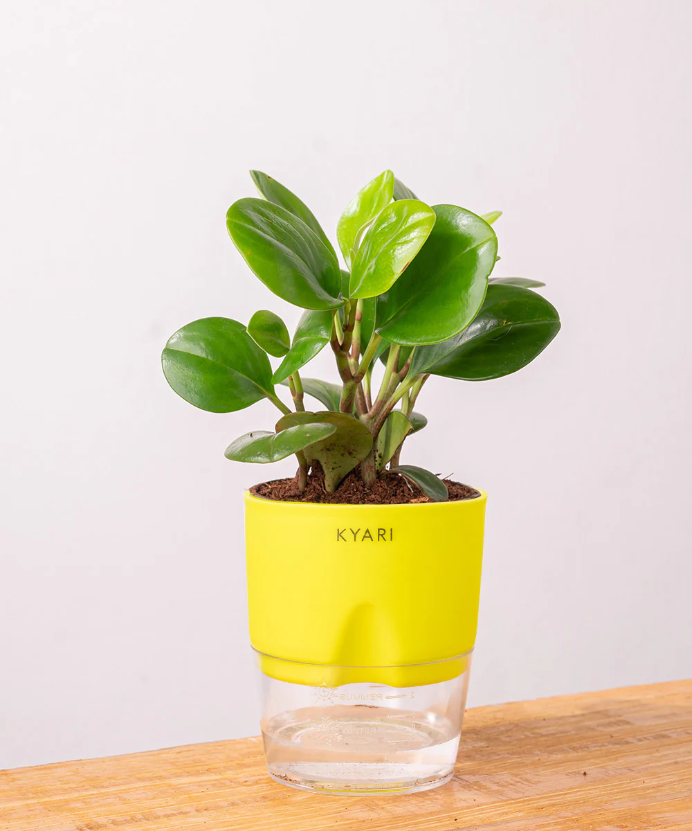 Peperomia Green Plant With Self Watering Pot - Image 17