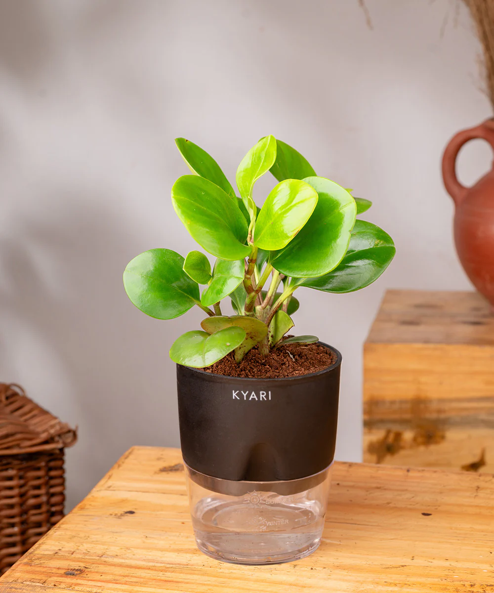 Peperomia Green Plant With Self Watering Pot - Image 2