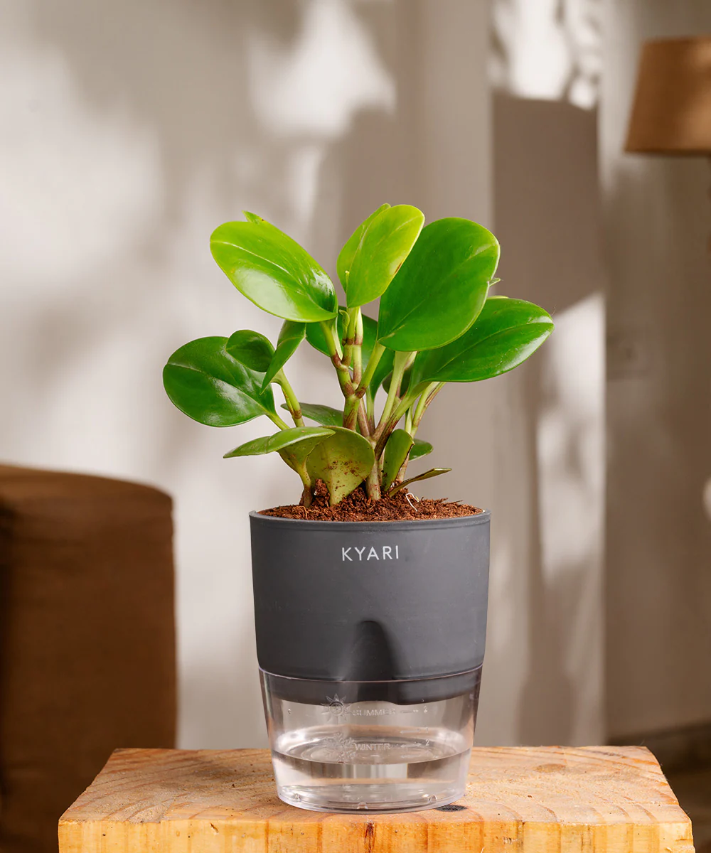 Peperomia Green Plant With Self Watering Pot - Image 22