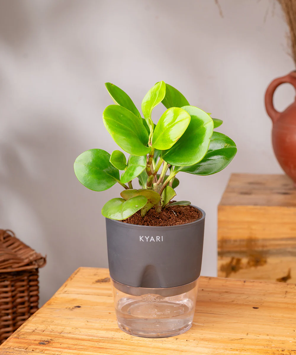 Peperomia Green Plant With Self Watering Pot - Image 23