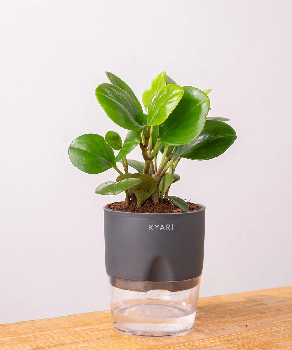 Peperomia Green Plant With Self Watering Pot - Image 24