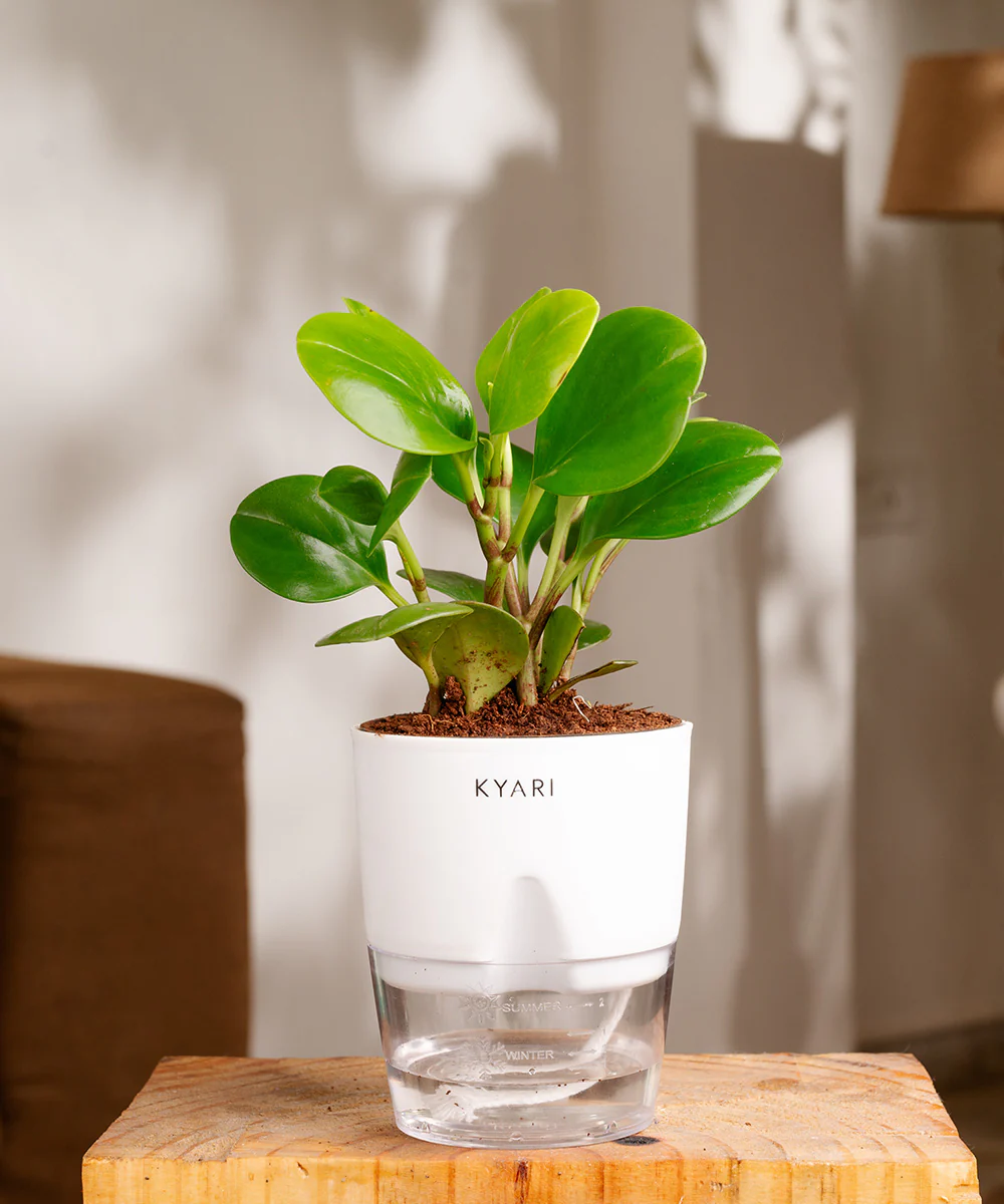 Peperomia Green Plant With Self Watering Pot - Image 29