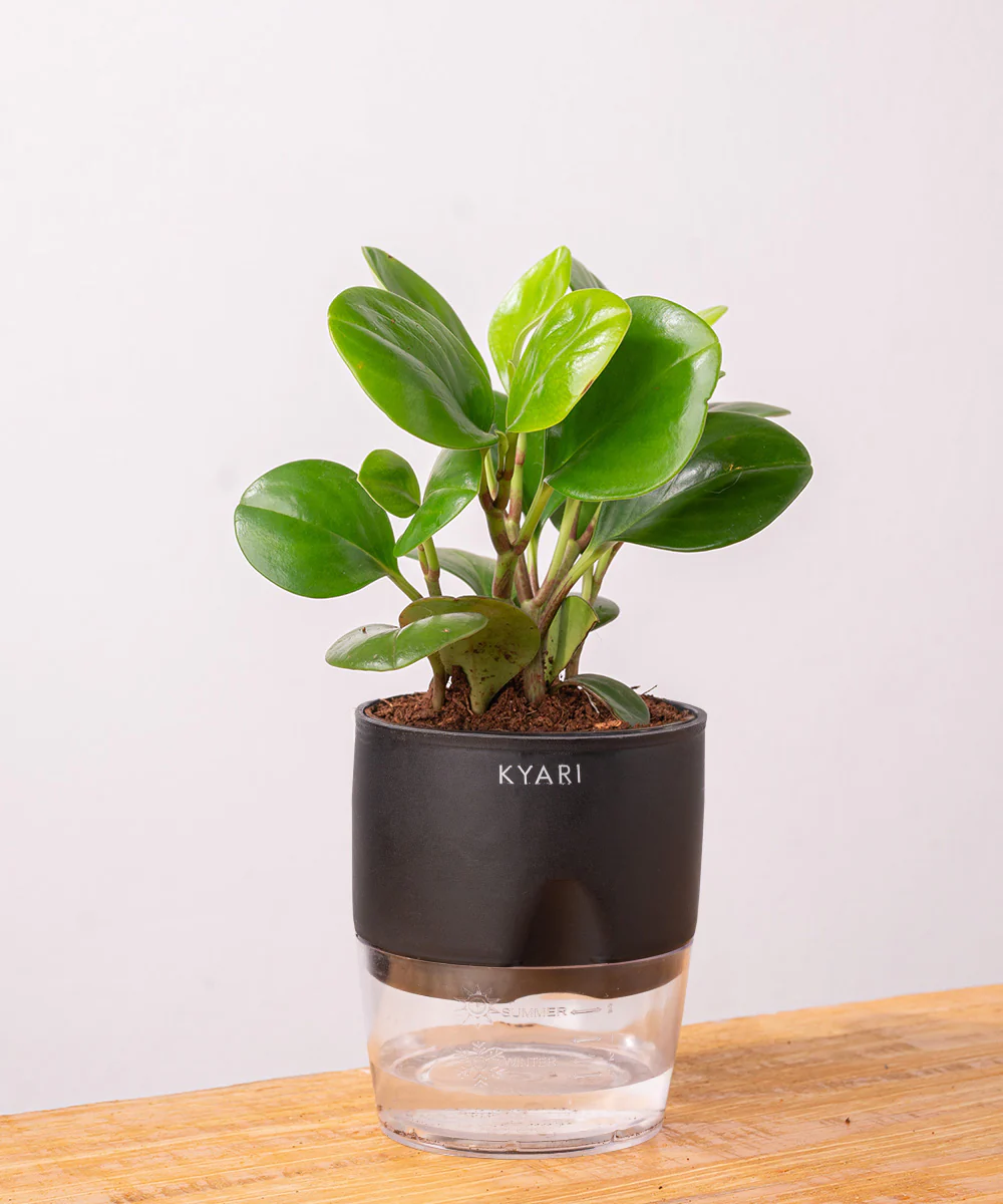 Peperomia Green Plant With Self Watering Pot - Image 3