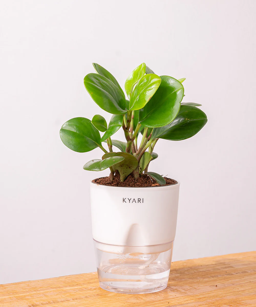 Peperomia Green Plant With Self Watering Pot - Image 31