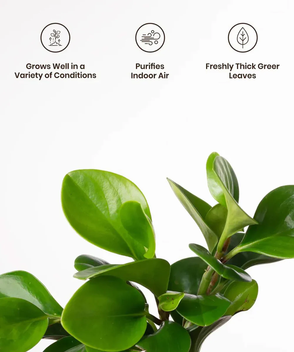Peperomia Green Plant With Self Watering Pot - Image 32