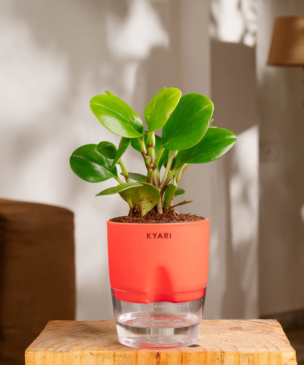 Peperomia Green Plant With Self Watering Pot - Image 36