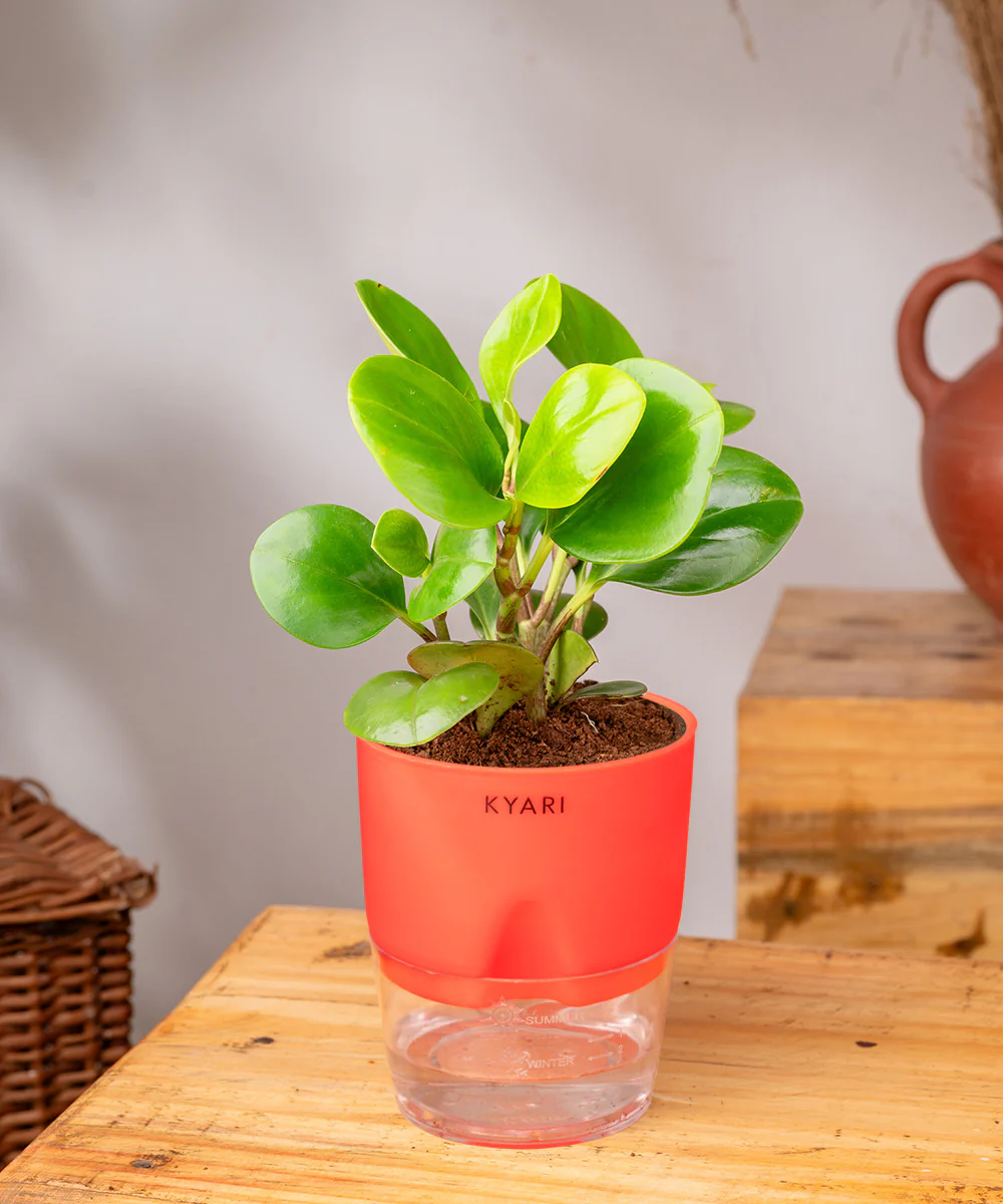 Peperomia Green Plant With Self Watering Pot - Image 37
